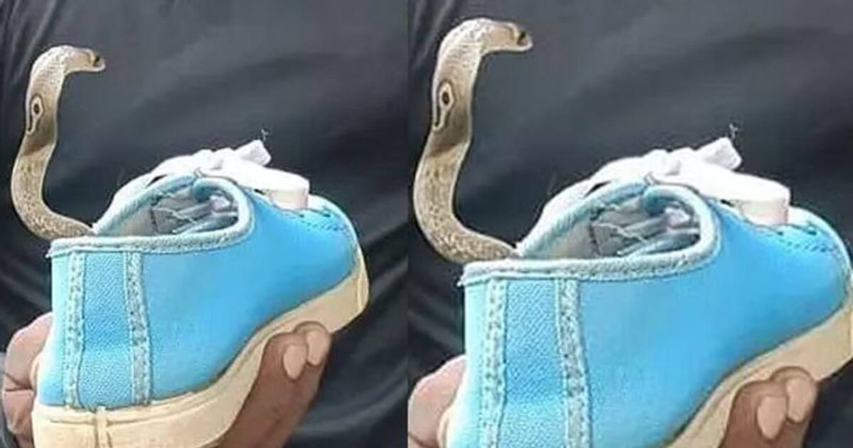 உஷார் மக்களே.. கல்லூரி மாணவியின் ஷூவுக்குள் புகுந்த  நல்ல பாம்பு.. படமெடுத்து ஆடியதால் அதிர்ச்சி.!