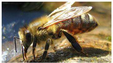 2 children die of bee stings in utharpradesh fvv 2 children die of bee stings in utharpradesh fvv