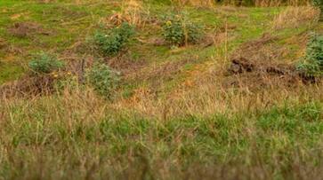 spot the wild leopard optical illusion image rlp spot the wild leopard optical illusion image rlp