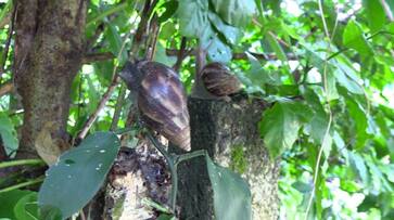 Giant African Land Snail destroys crops and houses in Kothamangalam horror experience for localites etj Giant African Land Snail destroys crops and houses in Kothamangalam horror experience for localites etj