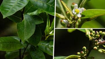 Found after 186 years! A tree thought extinct in 1838 reemerges in Brazilian city nearly two centuries later snt Found after 186 years! A tree thought extinct in 1838 reemerges in Brazilian city nearly two centuries later snt
