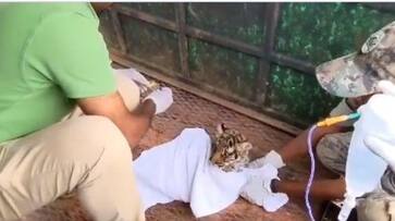 Four tiger cubs starve to death as mom rejects them in Nilgiris Four tiger cubs starve to death as mom rejects them in Nilgiris