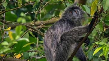 A Silvered Langur monkey has been discovered in Singapore for the first time dee A Silvered Langur monkey has been discovered in Singapore for the first time dee