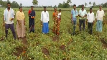 Farmers Faces Problems for Tomato Price Decreased in Bagalkot grg Farmers Faces Problems for Tomato Price Decreased in Bagalkot grg