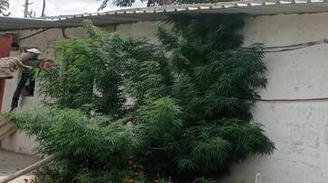 Marijuana Plant Seized at Doddaballapur in Bengaluru Rural grg Marijuana Plant Seized at Doddaballapur in Bengaluru Rural grg