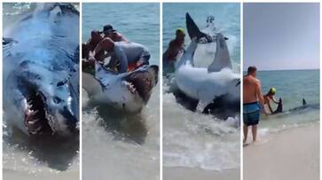 video of sending the shark back to the sea in an adventurous way BKG video of sending the shark back to the sea in an adventurous way BKG