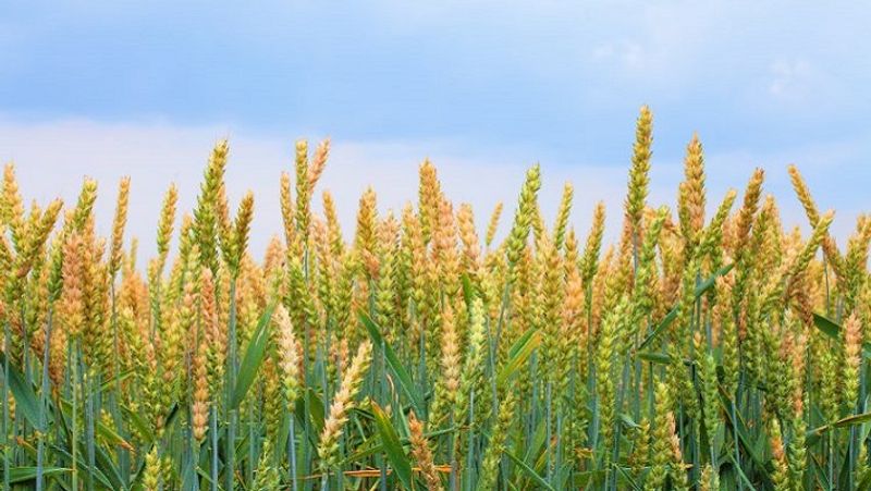 rajasthan news today teacher got harvest the crop from student on the pretext of getting good marks zrua