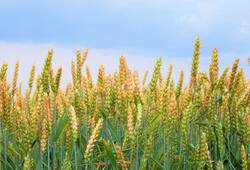 rajasthan news today teacher got harvest the crop from student on the pretext of getting good marks zrua