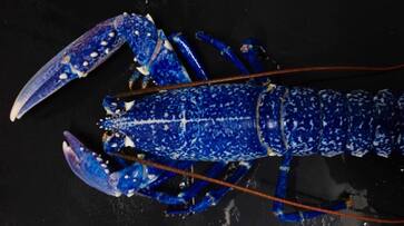 rare blue lobster caught in net fish merchant takes shocking decision which made food lovers in sad mood etj rare blue lobster caught in net fish merchant takes shocking decision which made food lovers in sad mood etj