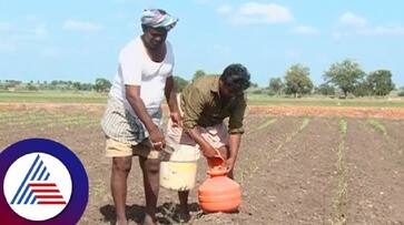 Bellary Drought Farmers struggle to save crop rav Bellary Drought Farmers struggle to save crop rav