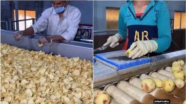 How potato chips are made? This video from a factory is going viral Rya How potato chips are made? This video from a factory is going viral Rya