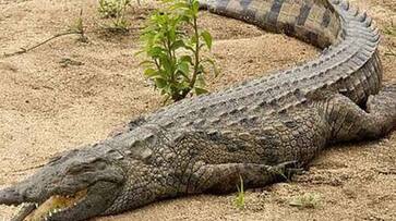 Crocodile strolls in residential area in Bengal Bardhaman, rescued safely KRJ Crocodile strolls in residential area in Bengal Bardhaman, rescued safely KRJ