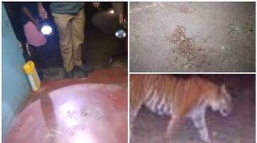 tiger which keep hunting in residential area in panavally north wayanada 5 to be captured by sedation shot in wayanad etj tiger which keep hunting in residential area in panavally north wayanada 5 to be captured by sedation shot in wayanad etj