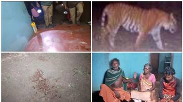 Tiger rushed into the house in Panavalli Wayanad lucky family escape asd Tiger rushed into the house in Panavalli Wayanad lucky family escape asd
