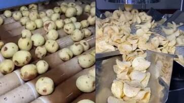 video from potato chips factory shared by anikait luthra rlp video from potato chips factory shared by anikait luthra rlp