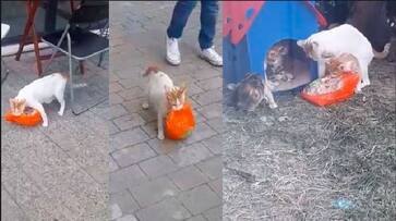 mothers love Cat drags chicken packet to kittens which were too heavy to carry video goes viral in social Media akb mothers love Cat drags chicken packet to kittens which were too heavy to carry video goes viral in social Media akb