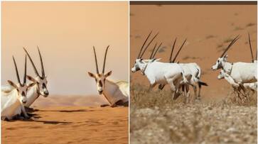 gulf news saudis Uruq Bani Ma'arid Reserve on the UNESCO World Heritage List rvn gulf news saudis Uruq Bani Ma'arid Reserve on the UNESCO World Heritage List rvn