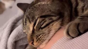 cat surprised by baby kicks viral video rlp cat surprised by baby kicks viral video rlp