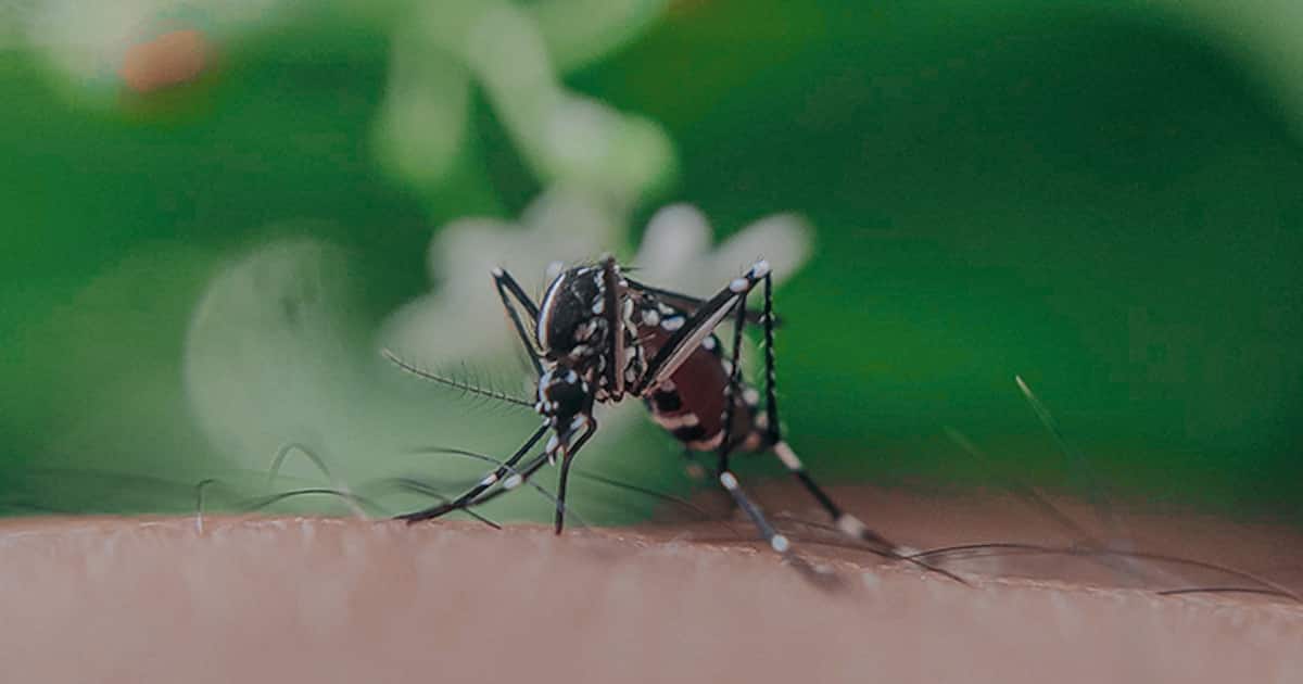 டெங்கு காய்ச்சால் திருப்பத்தூரில் 4 வயது சிறுமி உயிரிழப்பு.. பெற்றோர்களே அலட்சியமா இருக்காதீங்க..