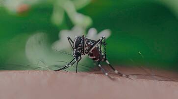 Health department to levy Rs 500 fine for acts leading to mosquito breeding sgb Health department to levy Rs 500 fine for acts leading to mosquito breeding sgb