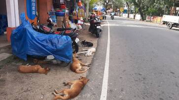 unknown persons feeds stray dogs, three people injured by stray dog attack in chennithala unknown persons feeds stray dogs, three people injured by stray dog attack in chennithala
