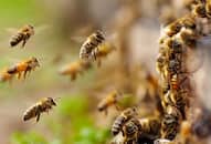 rajasthan news Bees attack people going for funeral 15 admitted to hospital zrua