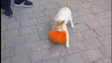 a cat has stolen chicken from supermarket then this happened hyp a cat has stolen chicken from supermarket then this happened hyp