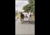 minister sakkarapani ride in cow chariot at ottanchathiram video goes viral vel
