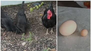 Variety egg laid by black hen crowd coming to home to see it btb Variety egg laid by black hen crowd coming to home to see it btb