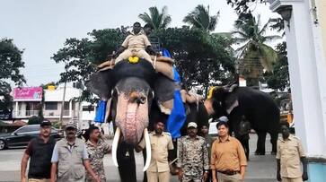 Gajapade getting ready for Dussehra Jambusavari: Bhima carrying 550 kg Gajapade getting ready for Dussehra Jambusavari: Bhima carrying 550 kg