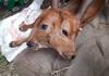 Miraculous calf born with two heads in Dharmapuri district vel