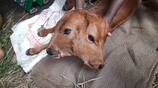 Miraculous calf born with two heads in Dharmapuri district vel