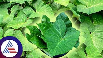 Benefits Of Arbi Leaves For Control Blood Pressure To Weight Loss roo Benefits Of Arbi Leaves For Control Blood Pressure To Weight Loss roo