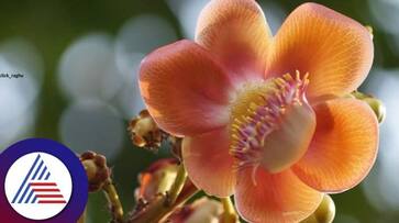 Niddodis Cannonball Tree sent to Ayodhya Ram Mandir at mangaluru rav Niddodis Cannonball Tree sent to Ayodhya Ram Mandir at mangaluru rav
