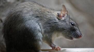 six month baby nearly dies after rat bites at night hyp six month baby nearly dies after rat bites at night hyp