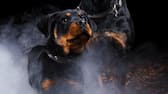 Two Rottweilers Attack Five Year Old Girl In Park Owner Arrested
