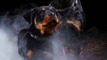 2 year old girl missing with Rottweiler dogs in forest hours longing search reveals shocking scene for police etj 2 year old girl missing with Rottweiler dogs in forest hours longing search reveals shocking scene for police etj