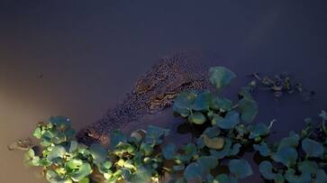 23-year-old man who came out to catch crabs was caught by a crocodile bkg 23-year-old man who came out to catch crabs was caught by a crocodile bkg