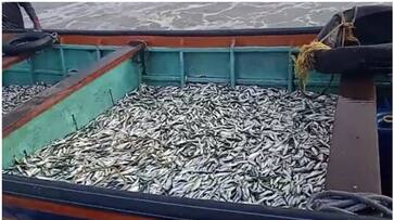 illegal fishing 7 boats seized for catching small sardine btb illegal fishing 7 boats seized for catching small sardine btb