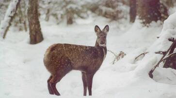 5 endangered Himalayan musk deer die in a month sgb 5 endangered Himalayan musk deer die in a month sgb