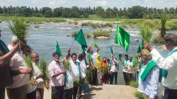 Farmers protest by uprooting the planted paddy and throwing it into the river snr Farmers protest by uprooting the planted paddy and throwing it into the river snr