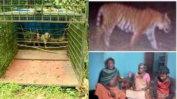 tiger charges on villagers in wayanad while forest department sets cage to catch etj tiger charges on villagers in wayanad while forest department sets cage to catch etj