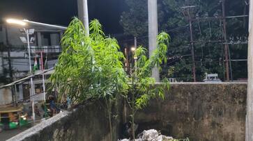 Kochi police seized and destroyed ganja plant joy Kochi police seized and destroyed ganja plant joy