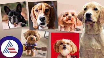 Charlie 777 fame dog will now enter the Bigg Boss 10 as first contestant suc Charlie 777 fame dog will now enter the Bigg Boss 10 as first contestant suc