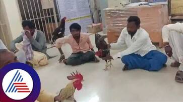 Yadagiri banned chicken gambling the police department silenced rav Yadagiri banned chicken gambling the police department silenced rav