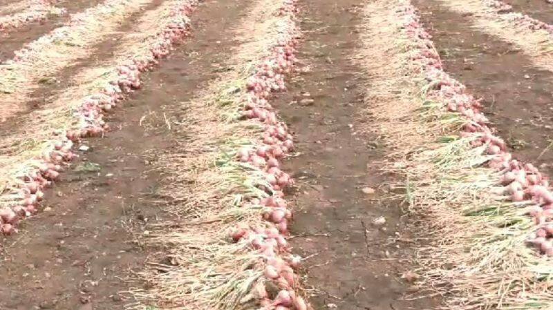 Onion prices fall farmers are tears at kotenadu chitradurga  rav