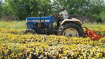 Farmer who Destroyed Plants for Flower in Hassan Due to Price Decrease grg Farmer who Destroyed Plants for Flower in Hassan Due to Price Decrease grg