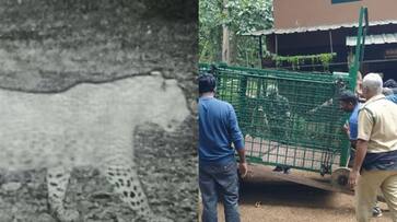 after months longing complaint forest department implement trap for leopard in Idukki Moongalar village etj after months longing complaint forest department implement trap for leopard in Idukki Moongalar village etj
