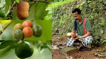 man who cultivate more than 300 variety foreign fruits in Ernakulams Koothattukulam etj man who cultivate more than 300 variety foreign fruits in Ernakulams Koothattukulam etj