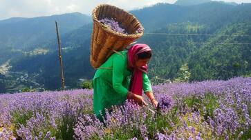 Lavender farming is doubling the income of farmers and increasing employment in Jammu and Kashmir RMA Lavender farming is doubling the income of farmers and increasing employment in Jammu and Kashmir RMA